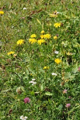 Crepis pyrenaica