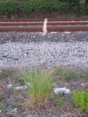 Cortaderia selloana