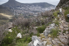 Leucadendron xanthoconus