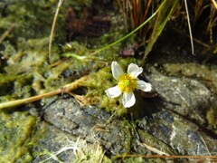 Ranunculus aquatilis