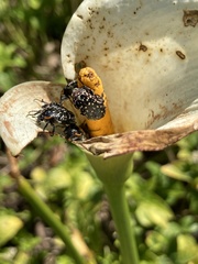 Oxythyrea marginalis