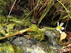 Ranunculus aquatilis
