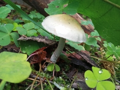 Stropharia aeruginosa