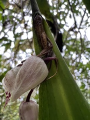 Pleurothallis cotyligera