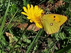 Colias croceus