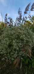 Eupatorium serotinum
