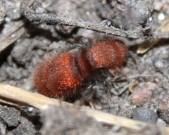 Sphaeropthalma unicolor