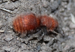 Sphaeropthalma unicolor
