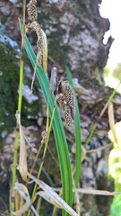 Carex pendula