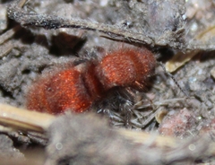 Sphaeropthalma unicolor