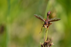Physocephala burgessi