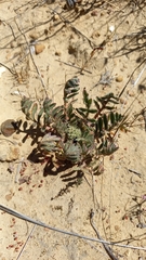 Pelargonium auritum auritum