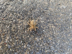 Trochosa