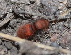 Sphaeropthalma unicolor