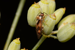 Orthops