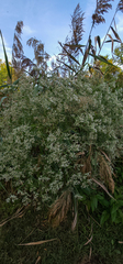 Eupatorium serotinum