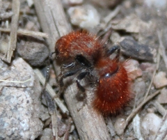 Sphaeropthalma unicolor