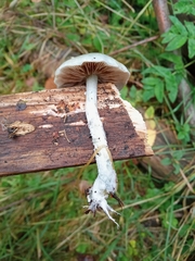 Stropharia aeruginosa