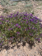 Astragalus lentiginosus diphysus