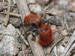 Sphaeropthalma unicolor