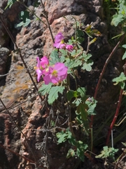 Sphaeralcea fendleri