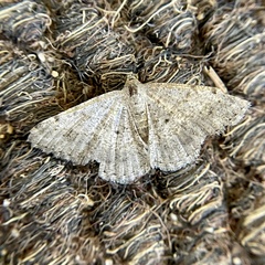 Frederickia nigricomma