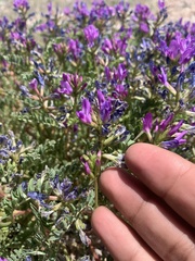 Astragalus lentiginosus diphysus