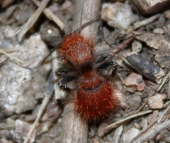 Sphaeropthalma unicolor