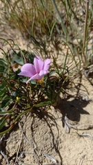 Moraea variabilis
