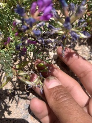 Astragalus lentiginosus diphysus