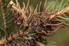 Adelges abietis