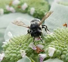 Megachile