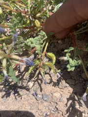 Astragalus lentiginosus diphysus