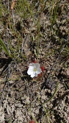 Drosera acaulis