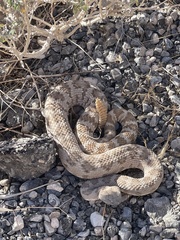 Crotalus stephensi
