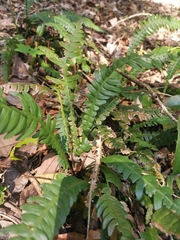 Blechnum mochaenum