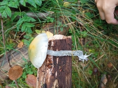 Stropharia aeruginosa