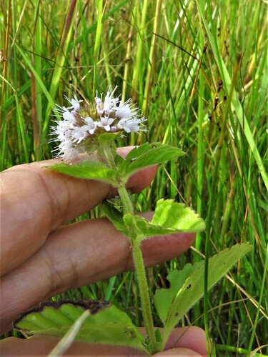 Mentha aquatica