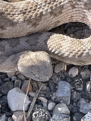 Crotalus stephensi