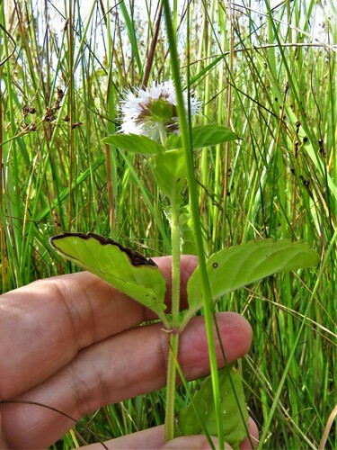 Mentha aquatica