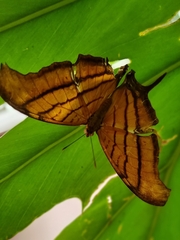Marpesia petreus