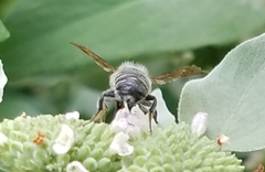 Megachile