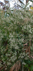 Eupatorium serotinum