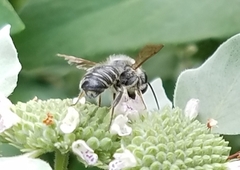 Megachile