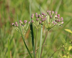 Asclepias longifolia