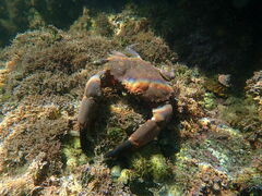 Cycloxanthops novemdentatus