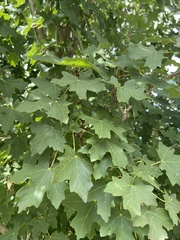 Acer grandidentatum