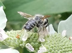 Megachile