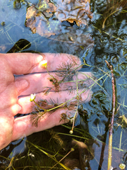 Ranunculus trichophyllus