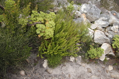 Pseudoselago serrata